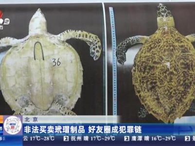 北京：非法买卖玳瑁制品 好友圈成犯罪链