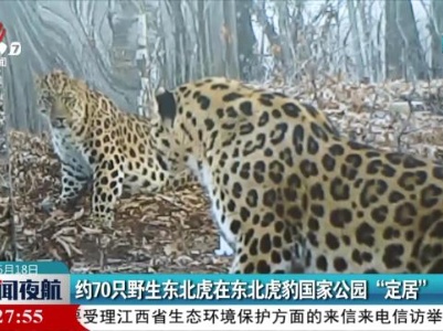 约70只野生东北虎在东北虎豹国家公园“定居”