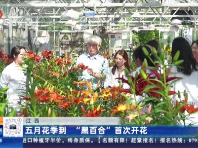 江西：五月花季到 “黑百合”首次开花