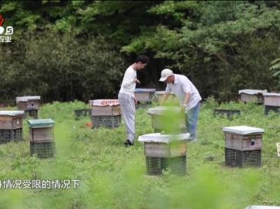 “特殊”养蜂人黄新太