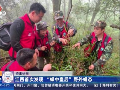 江西首次发现“蝶中皇后”野外蛹态