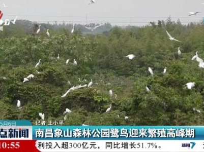 南昌象山森林公园鹭鸟迎来繁殖高峰期