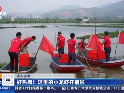 吉安吉水：好热闹！这里的小龙虾开捕啦