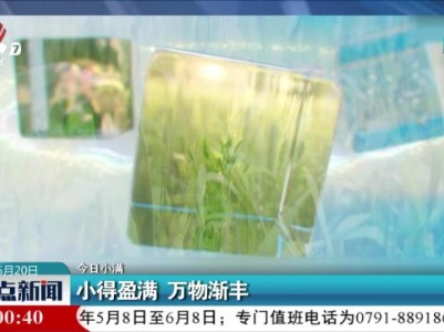 【今日小满】小得盈满 万物渐丰