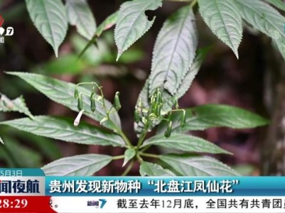 贵州发现新物种“北盘江凤仙花”