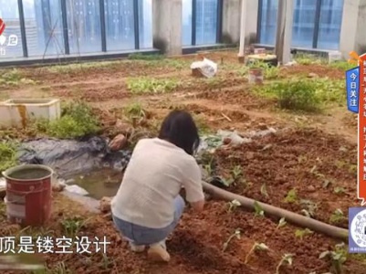 今日关注——楼顶成“开心农场” 打工人种地解压