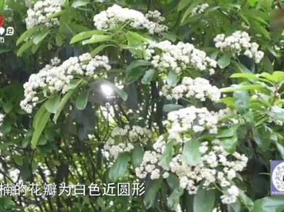 今日提醒——“花中刺客”石楠花 气味难闻但优点多