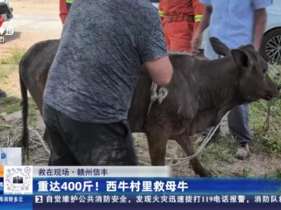 【救在现场】赣州信丰：重达400斤！西牛村里救母牛