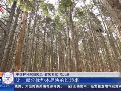 【赣闻天下】九江庐山：景区将启动884.8亩人工林近自然改造
