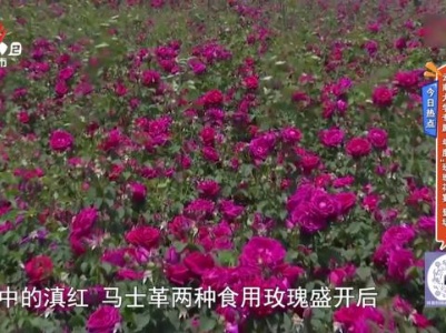 今日热点——云南大学专属 年度“玫瑰花宴”登场
