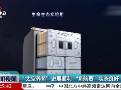 “太空养鱼”进展顺利 “鱼航员”状态良好
