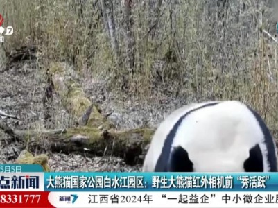 大熊猫国家公园白水江园区：野生大熊猫红外相机前“秀活跃”