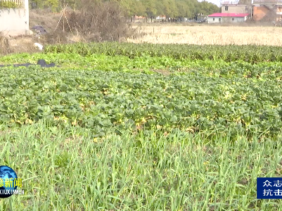 永修：90后小伙送出三千斤“爱心菜”助力疫情防控 