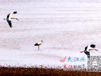“贵客”来了！今秋首批越冬候鸟东方白鹳飞抵鄱阳湖