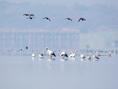 鄱阳湖迎来大批越冬候鸟迁徙