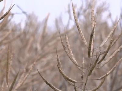 高空俯瞰，新干大丰收