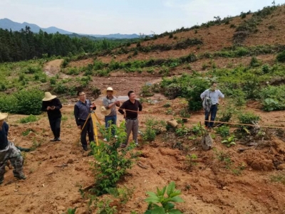 县林业局组织开展国有林场造林验收工作