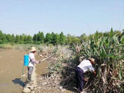 新干县林业局开展“福寿螺”清理行动