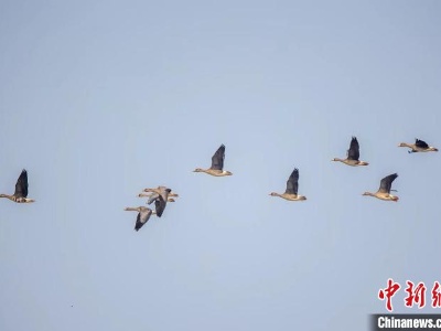 长江湖北宜昌段越冬候鸟种类明显增加