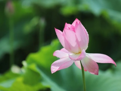 没有一位妈妈，可以拒绝这组荷花头像…