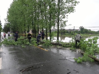 强对流天气致树木倒伏道路中断、多部门联合清障恢复交通