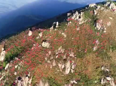 以诗词致敬春天