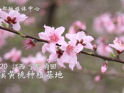 江西宁都：小山村的桃花节开始啦！