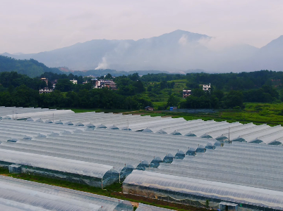 宁都：富硒羊角蜜 瓜汁似蜂蜜