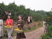 宁都是个好地方| 脐橙满园