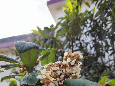 枇杷