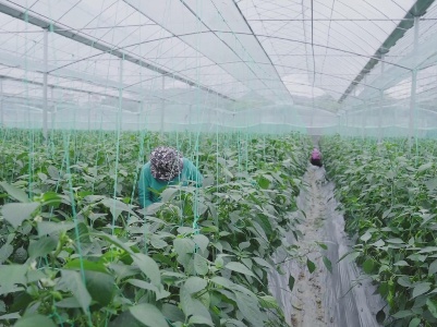发挥梅江灌区效能 推动大棚蔬菜降本增效