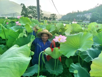 【乡村振兴】荷尧有个采摘莲蓬的好去处