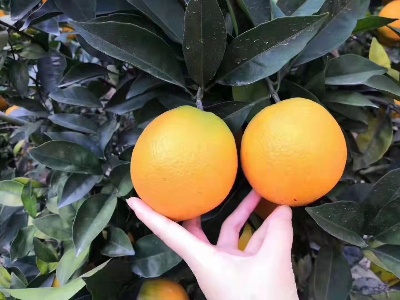 开园盛典，“橙”邀客来