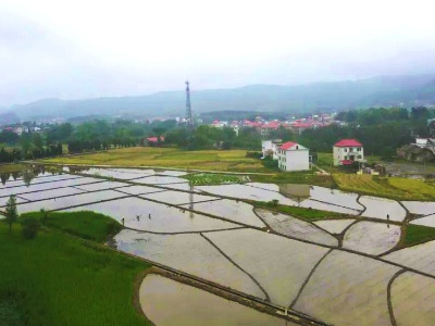 高标农田管护忙 水稻制种产业旺