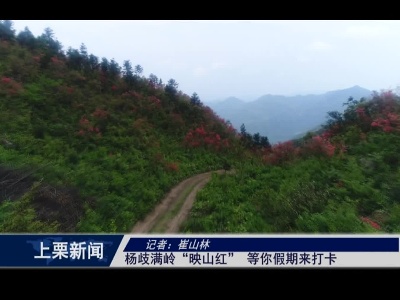 杨岐满岭“映山红”等你假期来打卡（余 优）