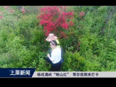 杨歧满岭“映山红”等你假期来打卡（余 优）