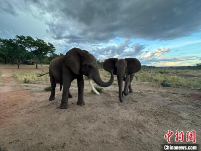 大象之间打招呼有何讲究？国际最新动物学研究揭秘