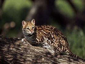 江西金盆山自然保护区首次发现豹猫