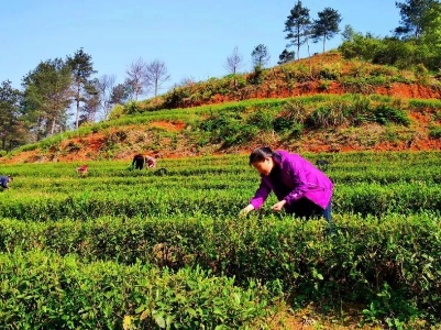 茶业扶贫|稼轩红茶香飘万里，大型旅游「云推广」来助力