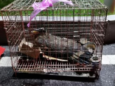 国家二级保护动物蛇鹰受伤误闯民宅 江西宜春消防百里送医
