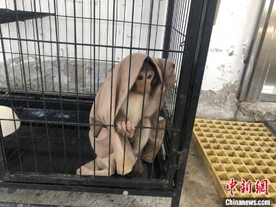云南瑞丽森警巧用无人机破获一起野生动物案