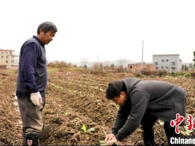 专治农作物疑难杂症的“医生”邓仕明：如老黄牛般为“三农”默默耕耘