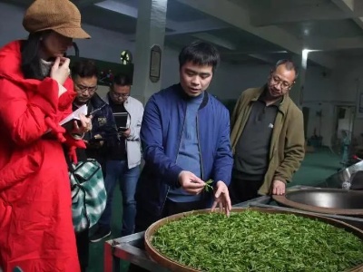 茶产业、中草药种植双助力，天柱山乡开拓致富路