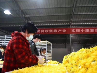 铅山陈坊：皇菊采收忙