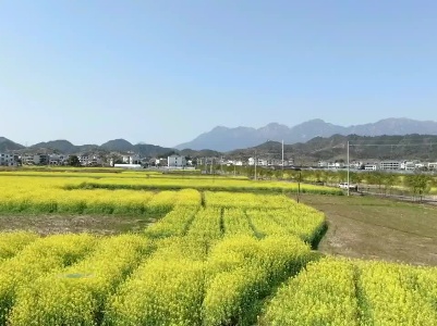 楓嶺頭鎮(zhèn)丁家村：油菜花開(kāi)春更美