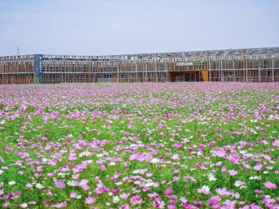 免費(fèi)領(lǐng)票！5·20邂逅醉美波斯菊花海，打卡夢(mèng)幻稻草王國(guó)！