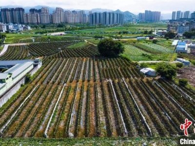 台湾农人深耕大陆乡村：市场很大，也很有潜力