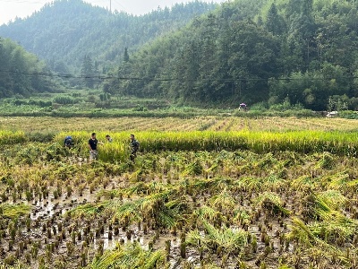 鄭坊鎮：中稻迎豐收 農機收割忙
