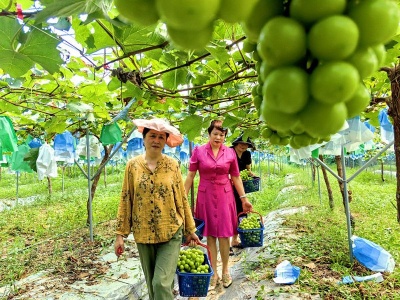 【学习强国】江西上饶广信区：葡萄园里的“甜蜜事业”