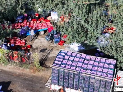 新疆阿克苏市逾13万亩苹果成熟上市